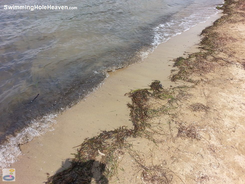 Sea grasses washed up on the beach at Corunna Lake