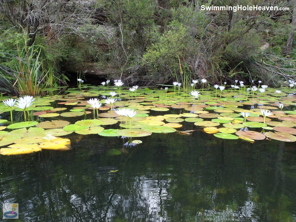 The water lilies in Goburra Pool