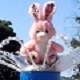 Splash-Rascal Bunny Rabbit