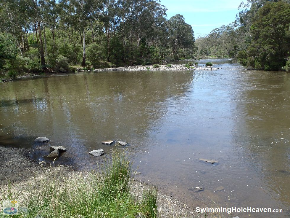 Swimming in the Yarra River at Bourchiers Road